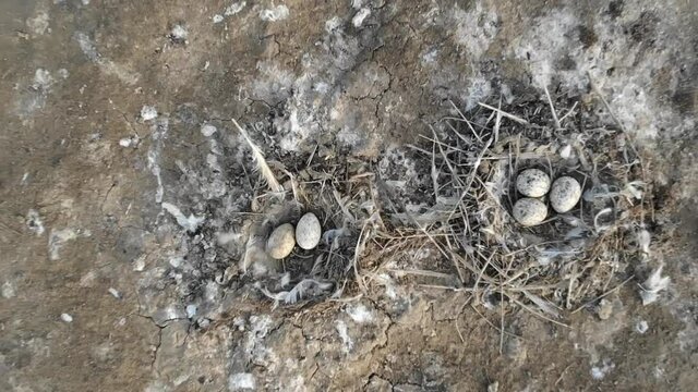 Kalmykia, Lake Manych. Nests with eggs on the bird's island. 