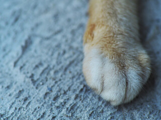 Close up shoot of orange white cat claw on the yard