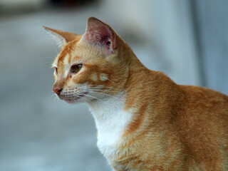 Close up shoot of orange white cat face.