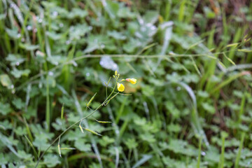 yellow wild flower in selective focus