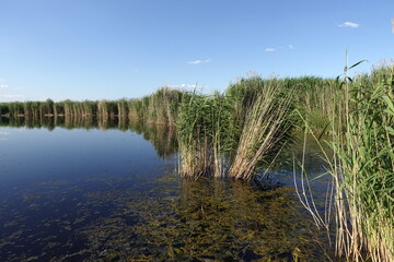 Reed Clusters Outdoors in a Lake 