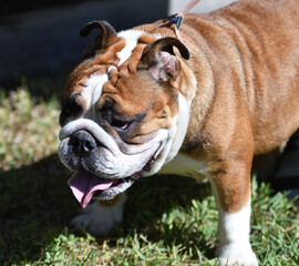 Dog breeds American bulldog on a walk on a summer day 