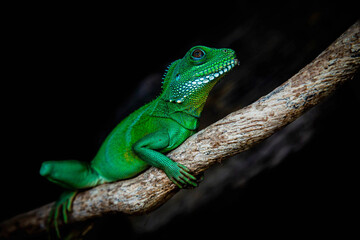 green lizard on a leaf
