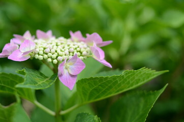 三室戸寺の紫陽花