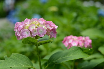 三室戸寺の紫陽花