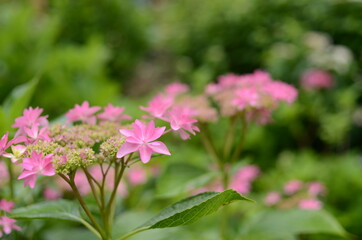 三室戸寺の紫陽花