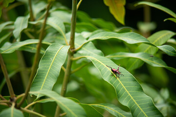 Insects in the midst of nature full of green