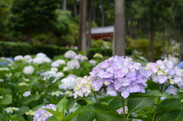 三室戸寺の紫陽花