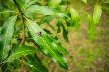 Insects in the midst of nature full of green