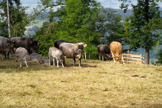 Horned cows on meadow at local mountain Uetliberg canton Zurich on a sunny summer day. Photo taken June 18th, 2021, Zurich, Switzerland.