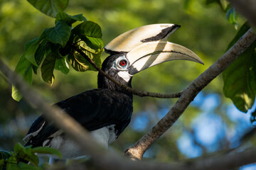 Oriental Pied Hornbill (Anthracoceros albirostris) photographed in Singapore's wetlands © Daryl