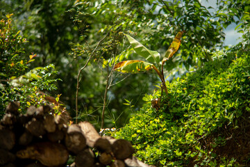 Banana trees that are starting to wither