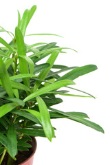 home plant in pot on white background