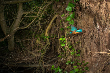Eisvogel (Alcedo atthis) Männchen