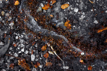 ant collective foraging