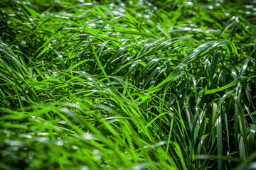fresh green juicy grass backgrounds for design or backdrop use, eco concept with green grass leaves on the sun