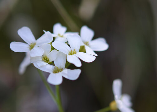 Flowers of hairy rock cress are blooming. Closeup sized shot at a different angle.