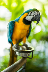 Picture of macaw bird standing on a wooden pole. The background is blurry
