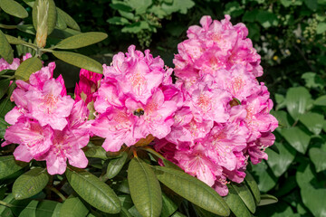 Rhododendron 'Helsinki University' (Rhododendron brachycarpum subsp. tigerstedti x Rhododendron sp.) in garden
