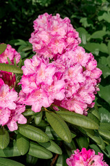 Rhododendron 'Helsinki University' (Rhododendron brachycarpum subsp. tigerstedti x Rhododendron sp.) in garden