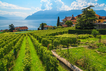 Picturesque vineyards and lake Geneva in background, Lavaux region, Switzerland