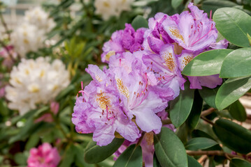 Catawba Rhododendron Cultivar (Rhododendron catawbiense) in park