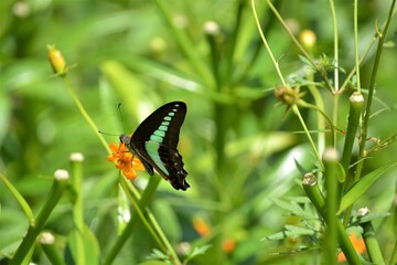 チョウチョ　ナガサキアゲハ