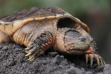 Obraz premium The common snapping turtle is a species of large freshwater turtle