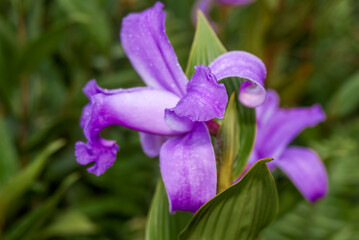 Large-flowered Sobralia (Sobralia macrantha) in Mombacho Volcano Nature Reserve, Nicaragua
