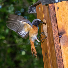 Gartenrotschwanz (Phoenicurus phoenicurus) Männchen