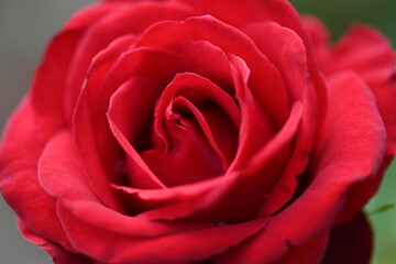 薔薇　マクロ撮影