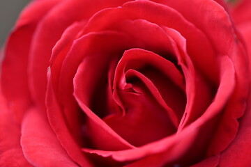 薔薇　マクロ撮影