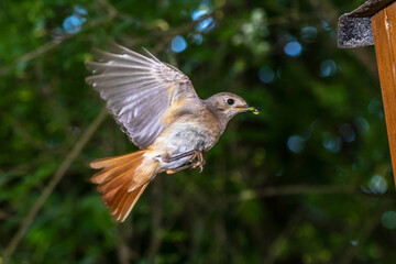 Gartenrotschwanz (Phoenicurus phoenicurus) Weibchen