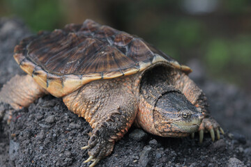 The common snapping turtle is a species of large freshwater turtle