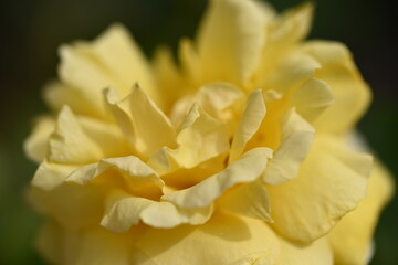 Obraz premium 薔薇 マクロ撮影