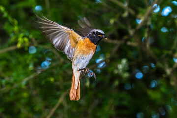 Gartenrotschwanz (Phoenicurus phoenicurus) Männchen