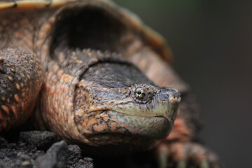 Obraz premium The common snapping turtle is a species of large freshwater turtle