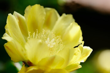 Fototapeta premium ウチワサボテンの花