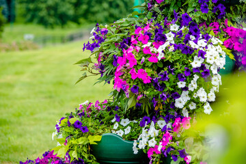 Multicolored petunias grow on flower beds in the city
