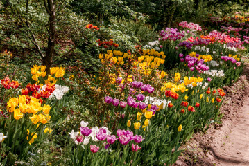 Tulip Cultivar (Tulipa hybrida) in park