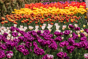 Tulip Cultivar (Tulipa hybrida) in park