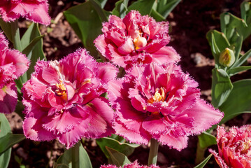 Double Fringed Tulip (Tulipa hybrida) in park