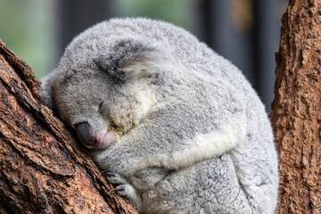 Sleeping Koala in a Tree