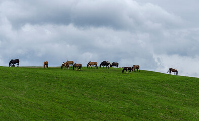 konie © wedrownik52