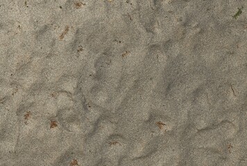Dry Trampled Sand background, close-up sea sand facade