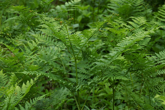 ワラビ Images Browse 1,699 Stock Photos, Vectors, and Video Adobe Stock