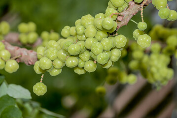 Otaheite Gooseberry (Phyllanthus acidus) in garden, Nicaragua