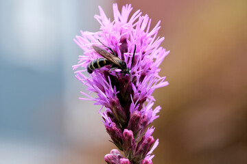 リアトリスの花とクロスズメバチ