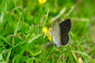 カタバミの花と蜜を吸うヤマトシジミ