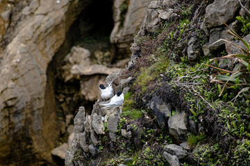 White-fronted Tern, nesting on the Pancake Rocks